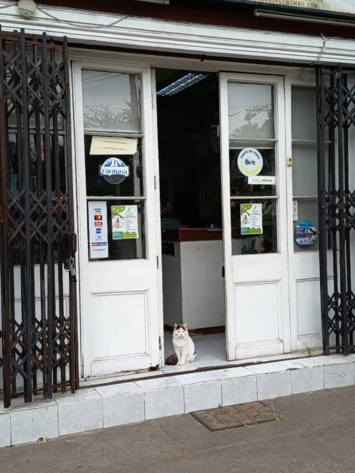 Entrada de Veterinaria Hamburgo, con una gata sentada en la puerta