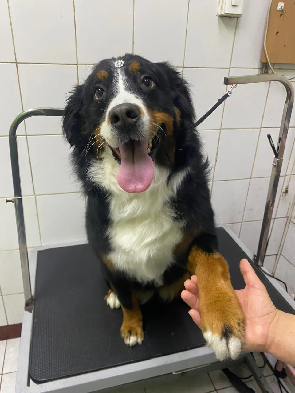 Perro boyero de Berna feliz sobre la mesa de atención de Veterinaria Hamburgo, dando la pata