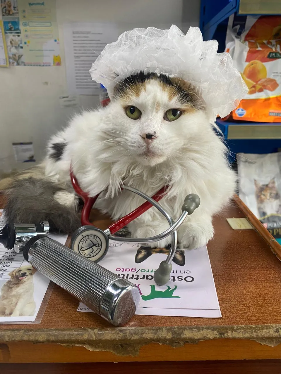 Gata blanca con cofia y estetoscopio sobre el mesón de la clínica