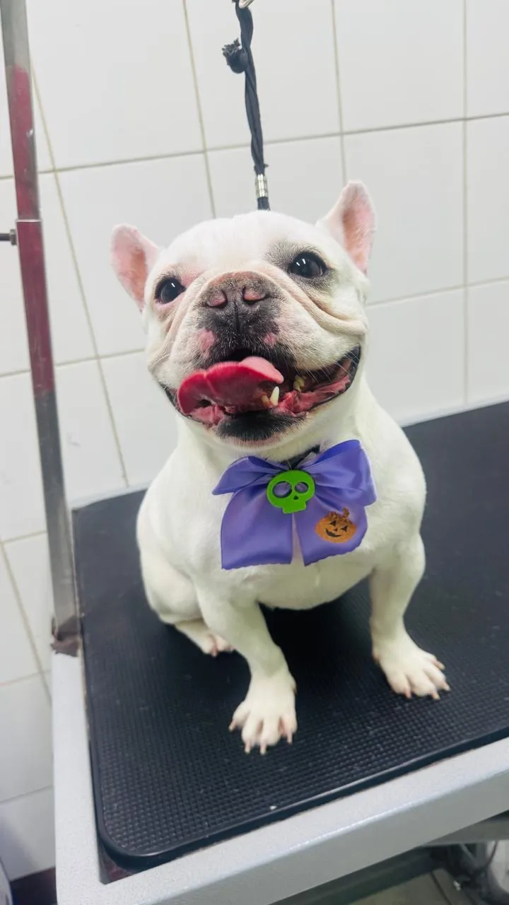 Bulldog francés recién salido de la peluquería, con humita morada